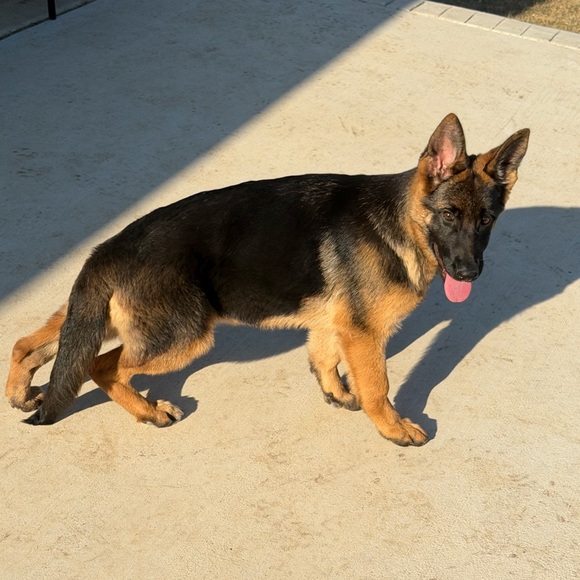 @msmic123 Share Show Flyer - Picture 9 of 13